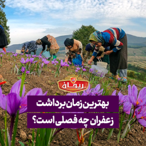 برداشت زعفران